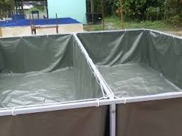 Pin Oleh Mohan Tarp Di Duckweed Azolla Kolam Ikan Kolam Ikan