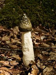 Phallus impudicus - Wikipedia