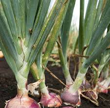 Bawang merah besar large onion tesco groceries. Bawang Merah Besar In English