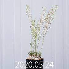 Image result for Eriospermum porphyrium