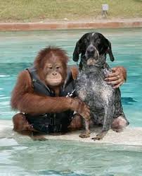 Monkey And Dog Unlikely Animal Friends There Are A Lot Of Animals Out There Who Don T Mind Making Frien Animals Friendship Unusual Animals Animals