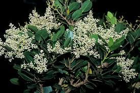 Image result for Apodytes