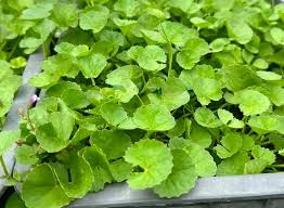 Image result for Centella asiatica