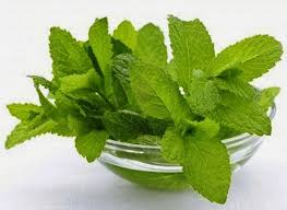 Tergigit saja daun ini terus diluah keluar. Kesan Pudina Pada Badan Lelaki