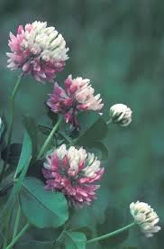 Image result for Trifolium masaiense