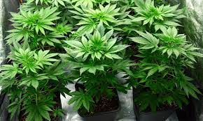 Maybe you would like to learn more about one of these? Best Light Cycle For Flowering What For Me