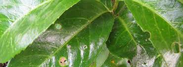 We did not find results for: Maladie Haie De Lauriers Palme