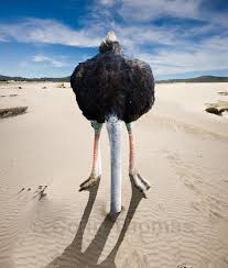 Blue Eyed Ennis Second Sunday Advent 2012 Ostrich Head Head In The Sand Ostriches