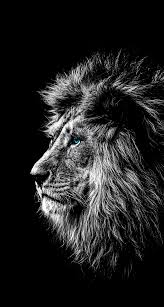 Black And White Angry Lion Face Wallpaper Pin By Luiz On Beuty Pic In 2020 Lions Photos Lion Black And White Portraits