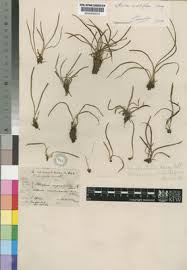 Image result for Vittaria isoetifolia