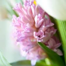 Image result for Criscianthus