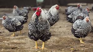 You may have heard them being called a tophat or paduan. Wyandotte Chicken Breeds Care Eggs And All Information