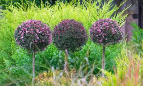 Mountain tea tree, rodwayanum tea tree. Leptospermum Scoparium Broom Tea Tree Manuka Half Standard Garden Plants Online