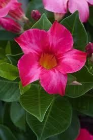 Image result for dipladenie hybrida rio obrázek