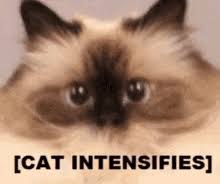 Maybe you would like to learn more about one of these? Cat Breathing Intensifies Gifs Tenor