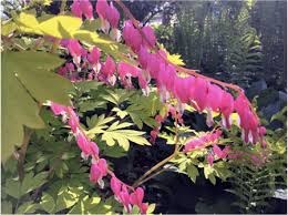 Best flower delivery websites for any occasion. Stories Rotary Club Of Saint Paul 10