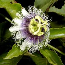 Image result for Basananthe pedata