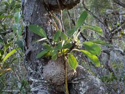 Image result for Anthonotha macrophylla