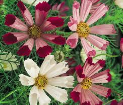 Image result for Cosmos bipinnatus