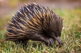 Echidna Animal Australian Native Animals Australia Animals Bizarre Animals