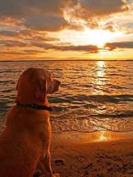 Golden Sunset And Yellow Lab Dogs Cute Dogs Dog Life