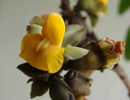 Image result for Centrolobium