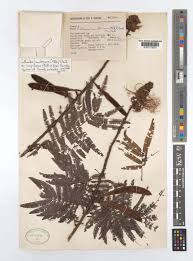 Image result for Calliandra calothyrsus