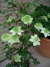 白万重の挿し芽｜そだレポ（栽培レポート）byたねたね｜みんなの趣味の園芸