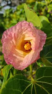 Image result for Thespesia populneoides