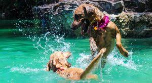 Auch hunde können auf unbehaarten stellen einen sonnenbrand bekommen. Mit Dem Hund An Den See Blog Petcenter Ch Ag