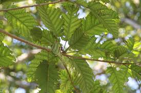 Image result for Sterculia tragacantha