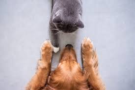 Pet insurance coverage includes emergencies, hereditary or congenital conditions, cancer, and chronic conditions. Petco Pet Insurance Compare Pet Insurance Rates In One Place