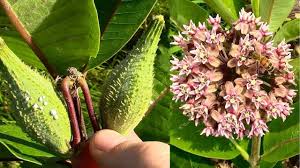 Wild Edibles Common Milkweed Wild Food Foraging Wild Food Wild Edibles