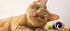 Orange Tabby Cat: Facts, Origin, Behaviour - Catsfud