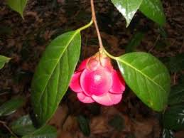 Image result for Theaceae