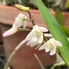 Image result for Polystachya ottoniana