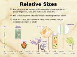 We did not find results for: Cell Biology Biochemistry Series Set 3 Ppt Video Online Download