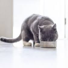 Kedi Mamasi Konusunda Dikkat Edilmesi Gereken Hususlar Eksi Seyler