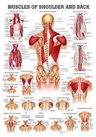 In this manner, origins are inferior to their insertions. Muscles Of The Shoulder And Back Laminated Anatomy Chart Amazon Com Industrial Scientific