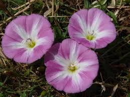 Image result for Convolvulus arvensis