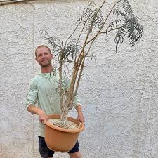 Image result for Gleichenia elongata