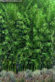 Image result for Justicia phyllostachys