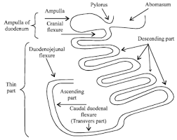 The general anatomical features of the digestive tube are listed below. Gross Anatomical Studies On Duodenum Of One Humped Camel Camelus Dromedarius Scialert Responsive Version