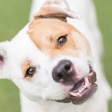 Call us here at heritage animal hospital! Heritage Animal Hospital Pets For Patriots