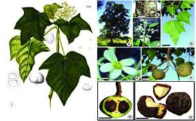 Image result for Aleurites