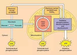 Here, we shall discuss aerobic respiration. What Are Considered The Three Major Steps Of Aerobic Respiration Quora