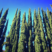 Check spelling or type a new query. Spartan Juniper Trees Photograph By Josephine W