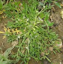 Image result for Coronopus