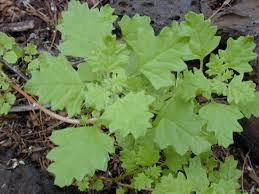 Image result for Dysphania carinata