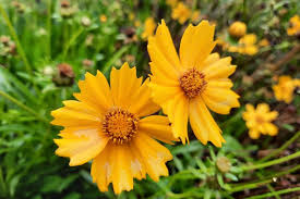 Coreopsis auriculata (Lobed Tickseed)